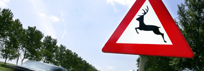 Aanrijding met dier autoverzekering